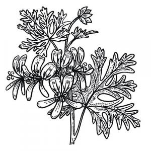 Large image of Rose Geranium Pure Essential Oil