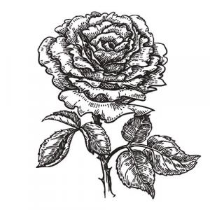 Large image of Rose Pure Essential Oil