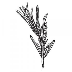 Large image of Rosemary Pure Essential Oil