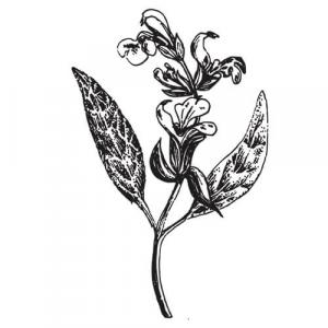 Large image of Sage Pure Essential Oil