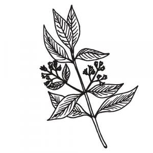 Large image of Sandalwood Australian Pure Essential Oil