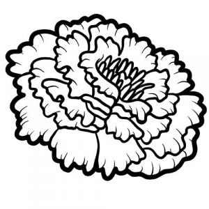 Large image of Tagetes Pure Essential Oil