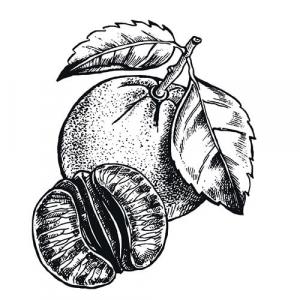 Large image of Tangerine Pure essential Oil