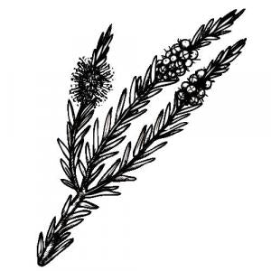 Large image of Tea Tree Pure Essential Oil