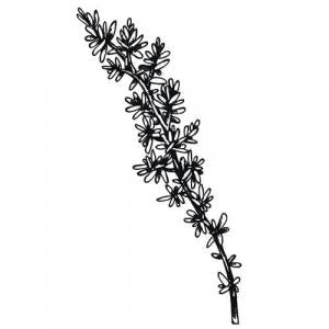 Large image of Thyme Linalool Pure Essential Oil