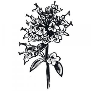 Large image of Thyme Pure Essential Oil