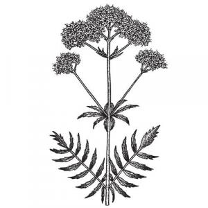 Large image of Valerian Root Pure Essential Oil