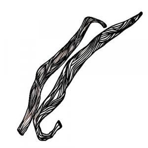 Large image of Vanilla Pure Essential Oil