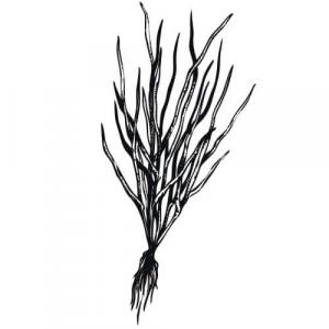 Large image of Vetivert Pure Essential Oil