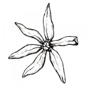 Large image of Ylang Ylang I Pure Essential Oil