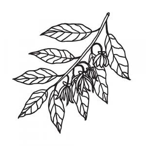 Large image of Ylang Ylang III Pure Essential Oil