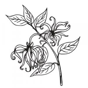 Large image of Ylang Ylang Extra Pure Essential Oil