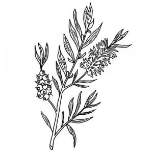 Large image of Lemon Tea Tree Pure Essential Oil