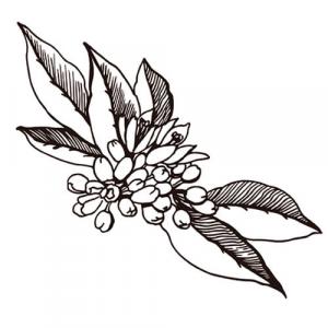 Large image of Neroli Light Pure Essential Oil