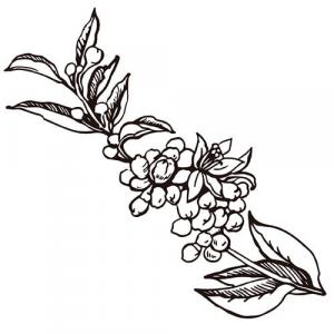 Large image of Neroli Pure Essential Oil