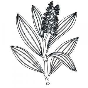 Large image of Niaouli Pure Essential Oil