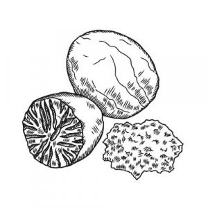 Large image of Nutmeg Pure Essential Oil
