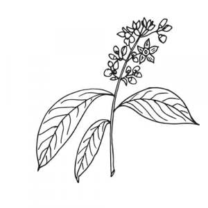 Large image of May Chang Pure Essential Oil
