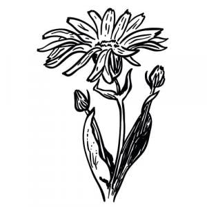 Large image of Arnica Infused Carrier Oil