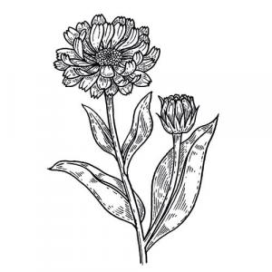 Large image of Calendula Infused Carrier Oil