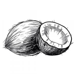 Large image of Coconut Oil Refined Carrier Oil