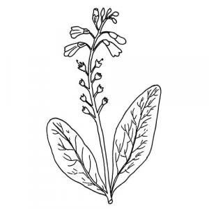 Large image of Comfrey Infused Carrier Oil