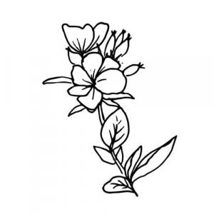 Large image of Evening Primrose Carrier Oil
