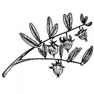 Large image of Jojoba Carrier Oil