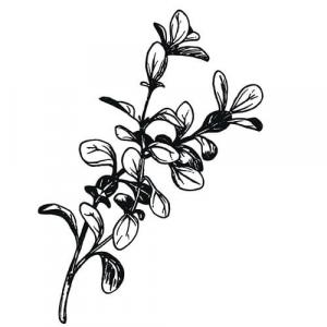 Large image of Marjoram Sweet Pure Essential Oil