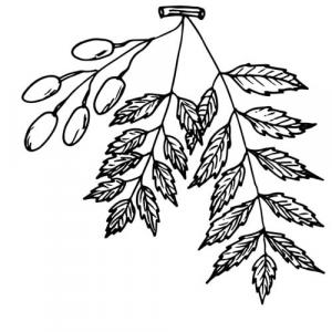 Large image of Neem Oil