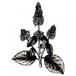 Large image of Patchouli Pure Essential Oil