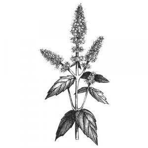 Large image of Spearmint Pure Essential Oil