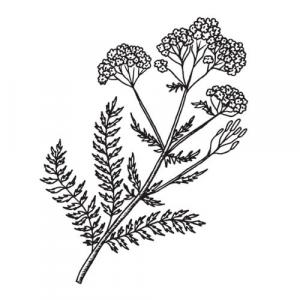 Large image of Yarrow Pure Essential Oil