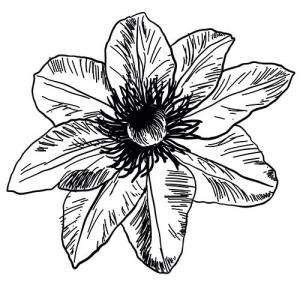 PASSION FLOWER - CARRIER OIL - Passiflora edulis
