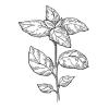 Small image of Basil Pure Essential Oil