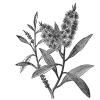 Small image of Cajeput Pure Essential Oil
