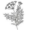 Small image of Caraway Pure Essential Oil