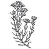 Small image of Helichrysum Pure Essential Oil