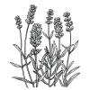 Small image of Lavender High Alpine Pure Essential Oil