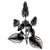 Small image of Patchouli Pure Essential Oil