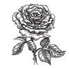 Small image of Rose Pure Essential Oil