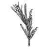 Small image of Rosemary Pure Essential Oil