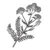 Small image of Yarrow Pure Essential Oil